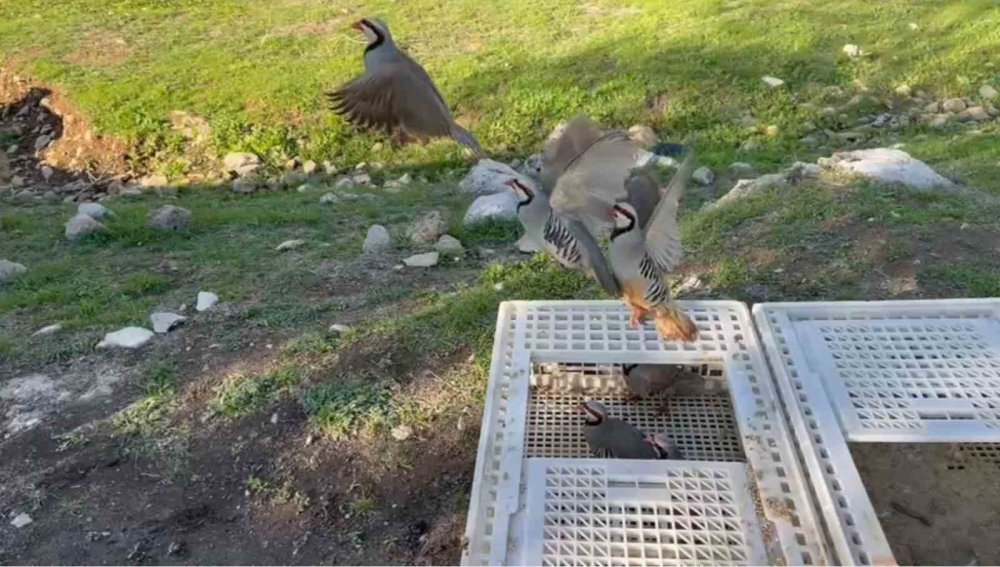 Şırnak'ta yasa dışı avlanan kınalı keklikler doğaya salındı