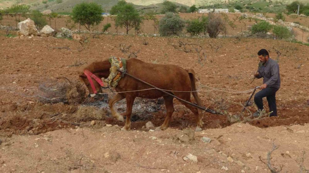 Traktörün giremediği tarlaları atlarla sürmek zorunda kalıyorlar