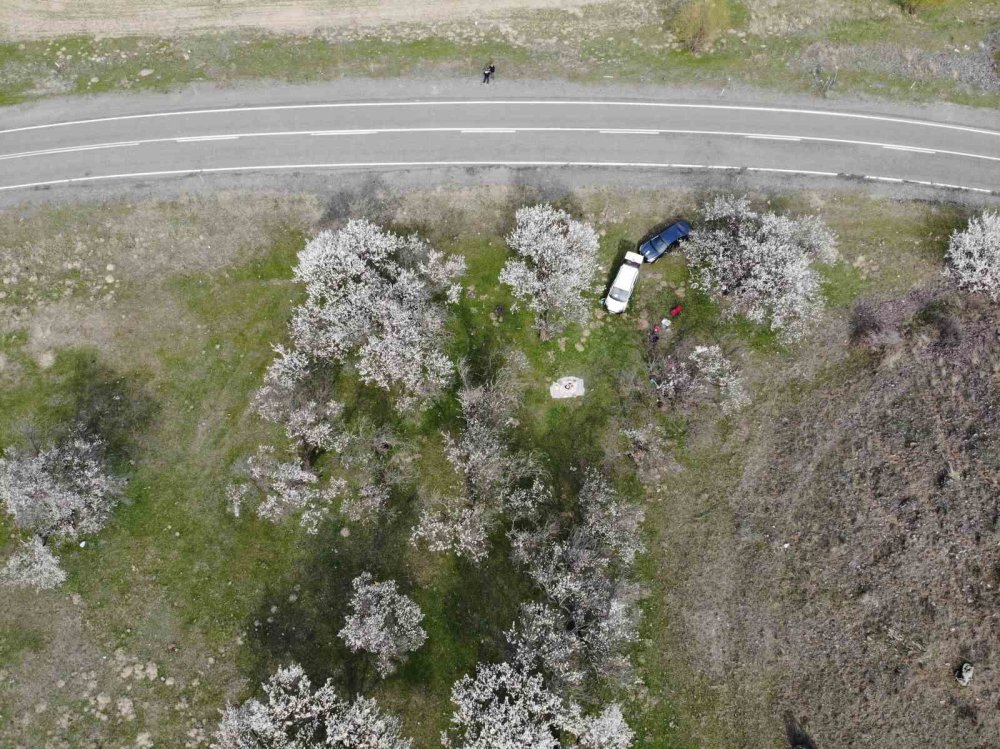 Kağızman’da çiçek açan kayısı ağaçları görenleri büyülüyor