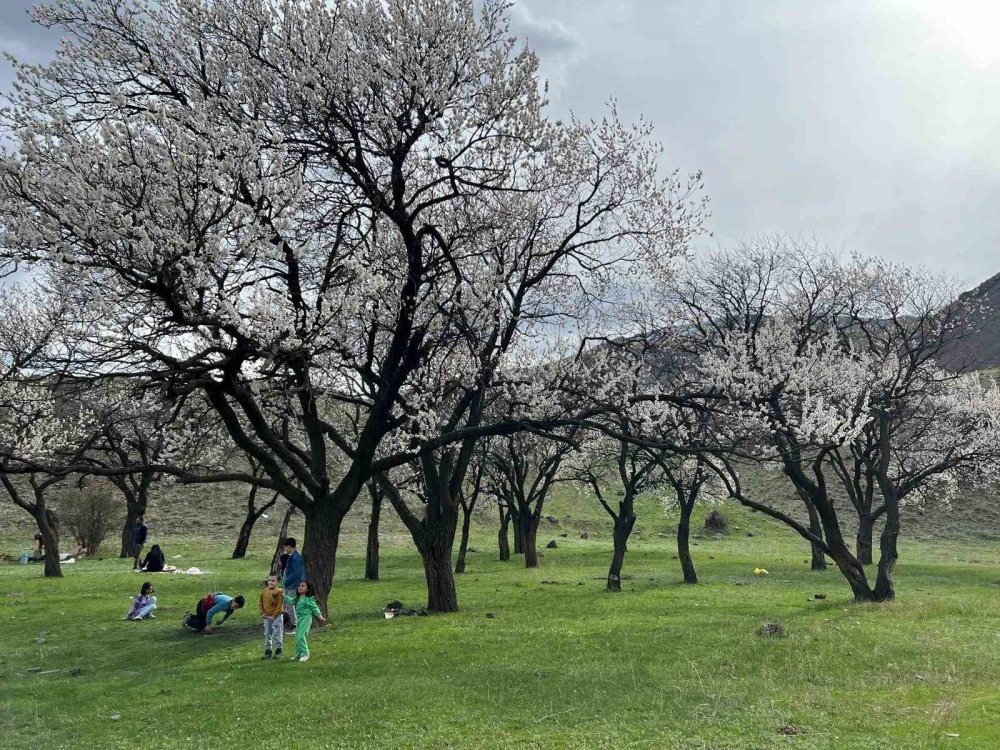 Kağızman’da çiçek açan kayısı ağaçları görenleri büyülüyor