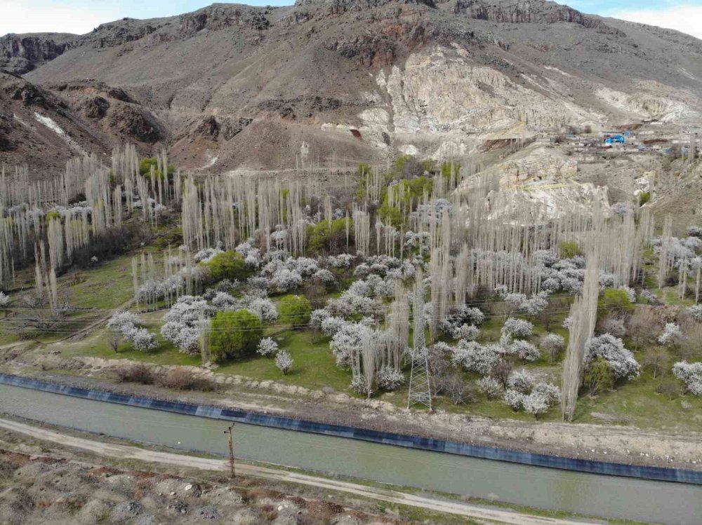 Kağızman’da çiçek açan kayısı ağaçları görenleri büyülüyor