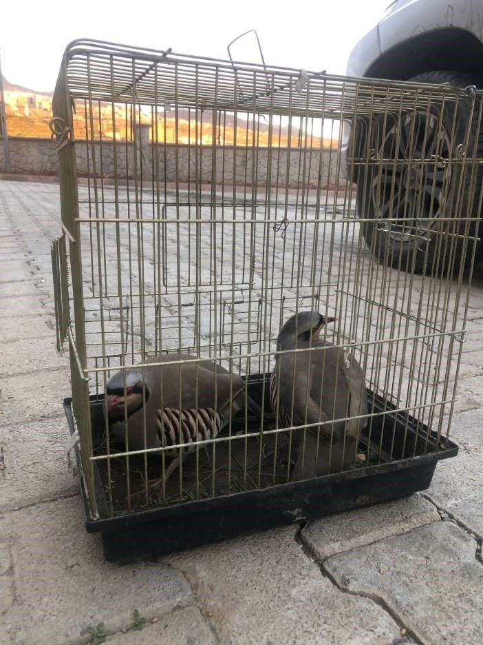 Şırnak’ta araçta 4 keklik yakalandı