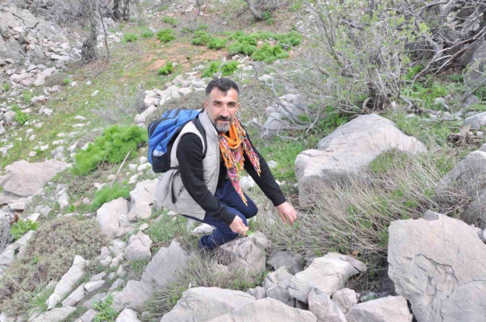 Zuzubak otunun kilosu 10 bin TL’ye satılıyor