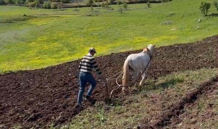 Dicle’de geleneksel tarım