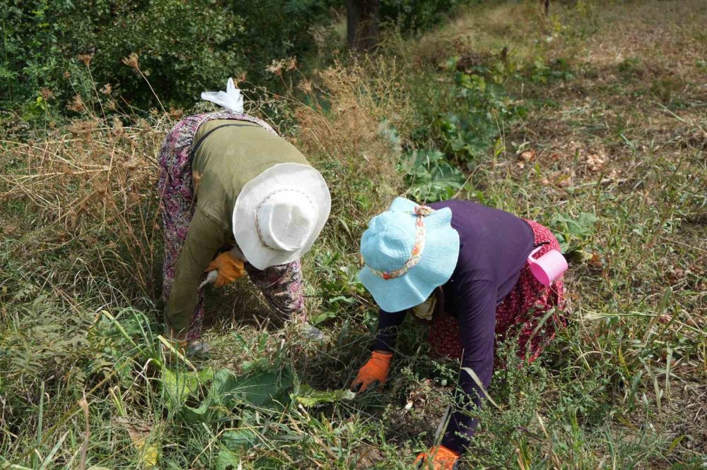 Erzincan’da patates ekimine başlandı