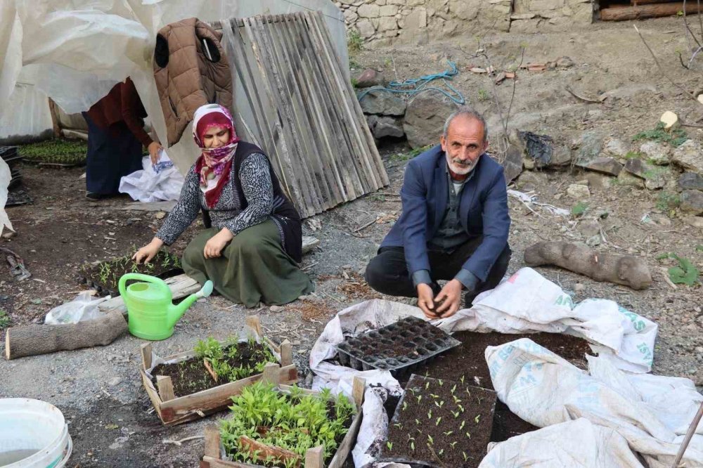 Erzurum'da fidelerini kendileri yetiştiriyorlar