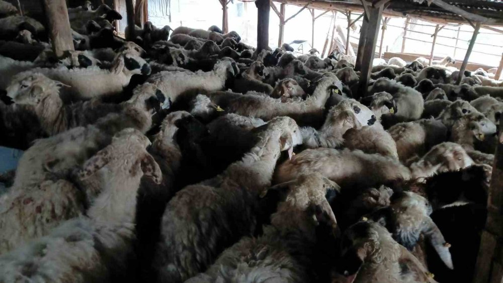 Tunceli’de izdiham oluşan ağılda 11 koyun öldü