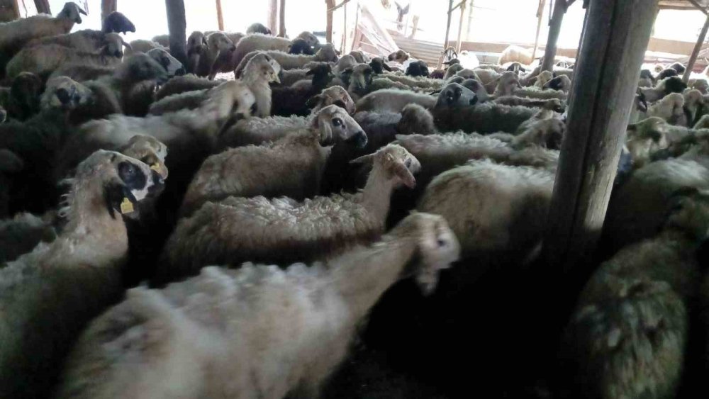 Tunceli’de izdiham oluşan ağılda 11 koyun öldü