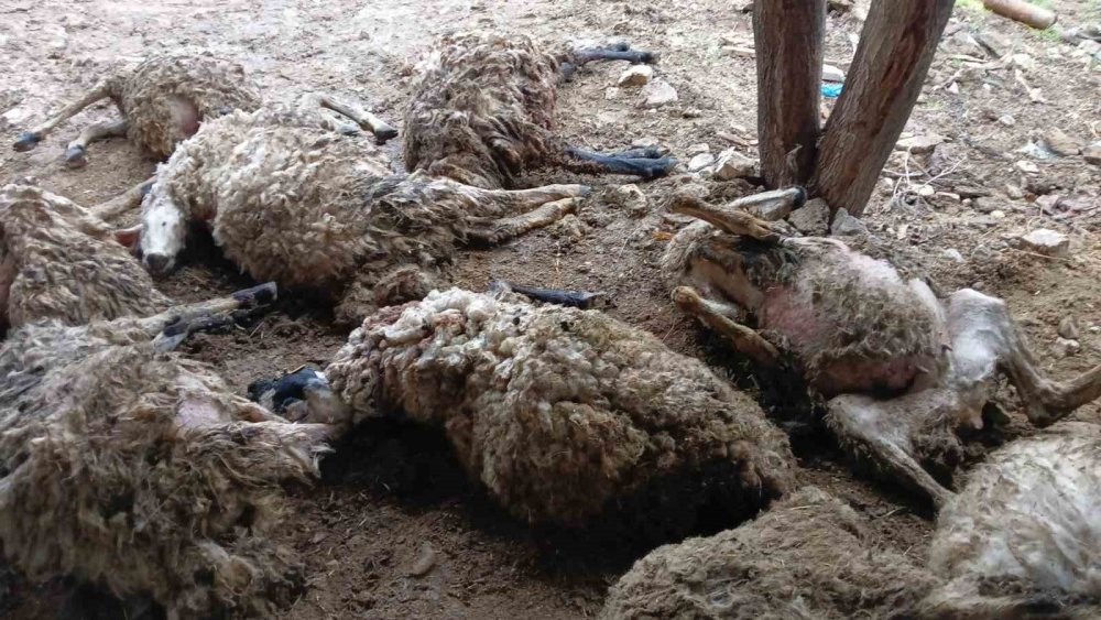 Tunceli’de izdiham oluşan ağılda 11 koyun öldü