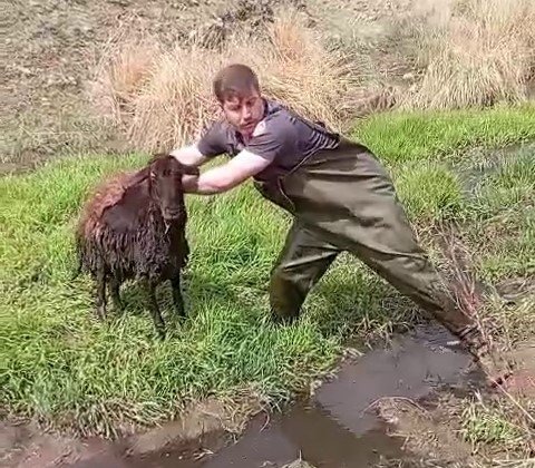 Bataklığa saplanan koyunu itfaiye kurtardı
