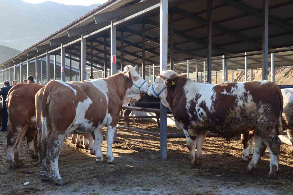 Kurban Bayramı öncesi Oltu'daki hayvan pazarlarında hareketlilik başladı