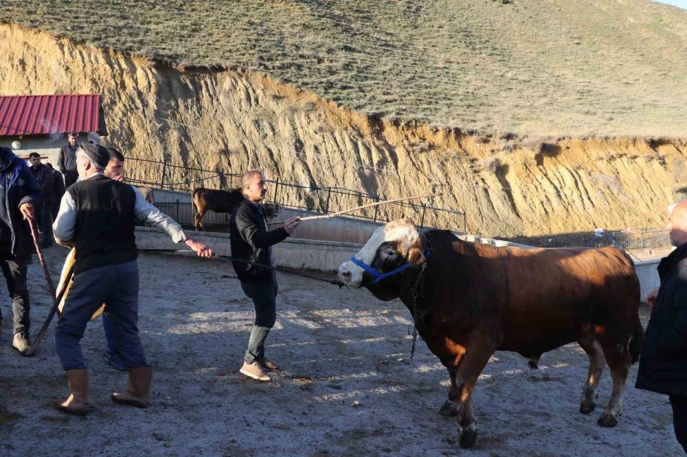 Kurban Bayramı öncesi Oltu'daki hayvan pazarlarında hareketlilik başladı