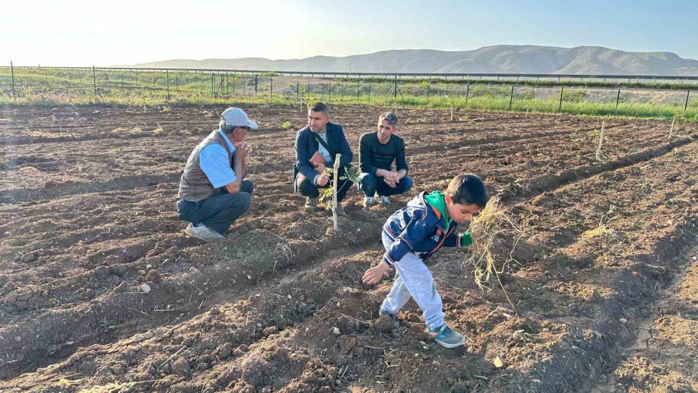 Midyat ve Nusaybin'de fıstık yetiştiriciliğine rağbet artıyor