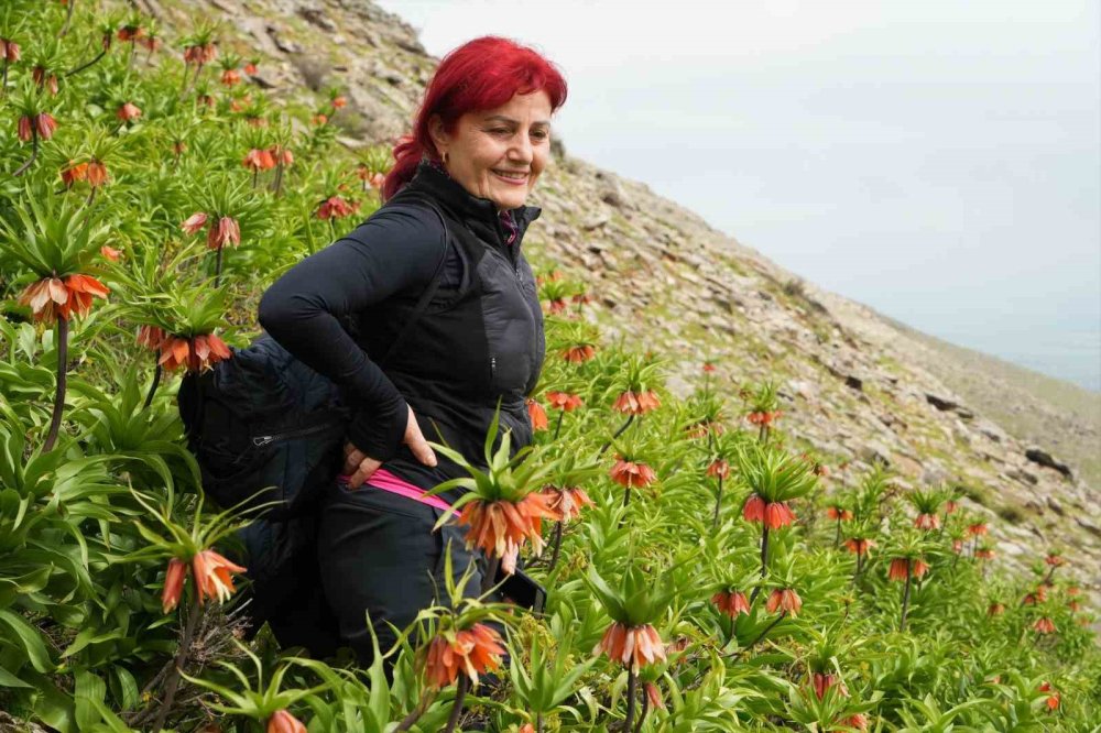 Ters laleleri görmek için 500 kilometre yol geldiler