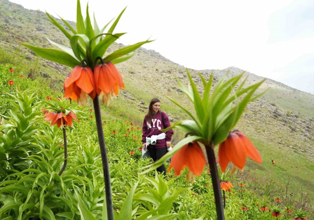 Ters laleleri görmek için 500 kilometre yol geldiler