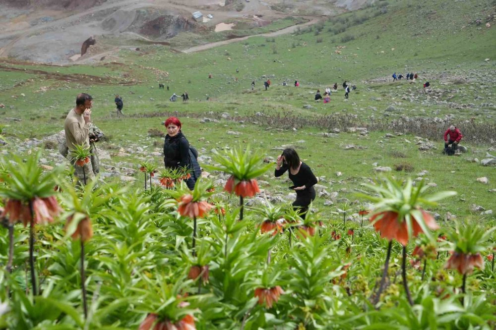 Ters laleleri görmek için 500 kilometre yol geldiler