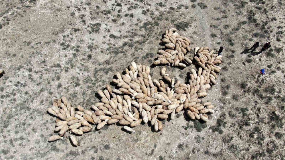 100 bin lira maaşla çoban bulamayan besici derdini Valiye anlattı