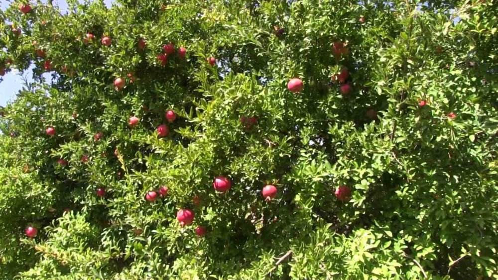 Siirt’te Nisan yağmurları bereketi getirdi