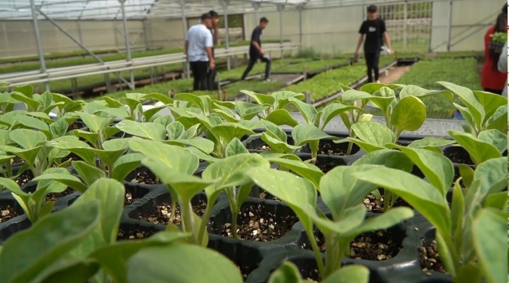 Erzincan'da tarım bölümü öğrencileri, serada teorik eğitimlerini uygulama fırsatı buluyor