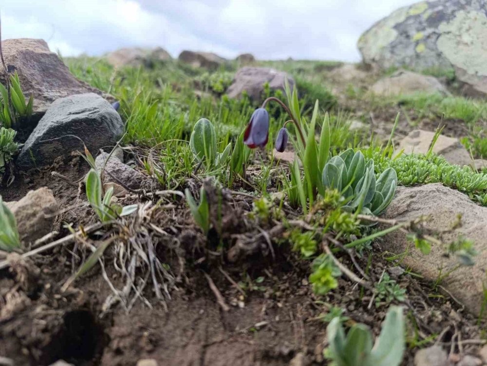 Erzurum'da "Ters Lale" buluşması