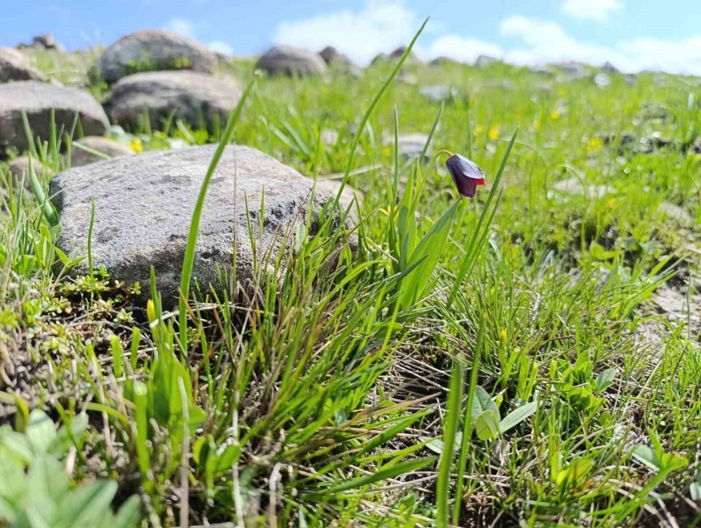 Erzurum'da "Ters Lale" buluşması