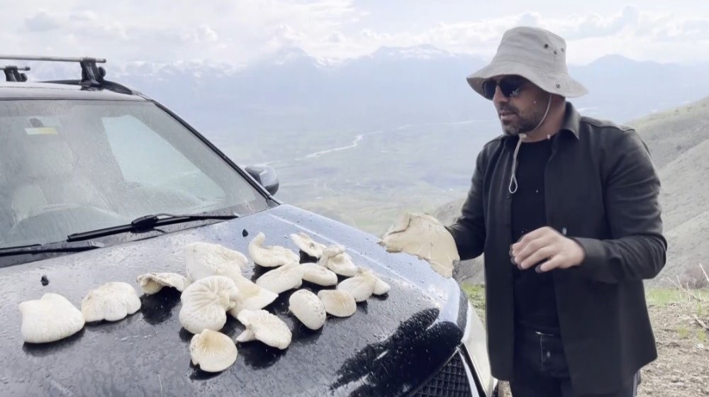 Erzincan'da 2 bin rakımın üzerinde yetişen mantarları topluyorlar