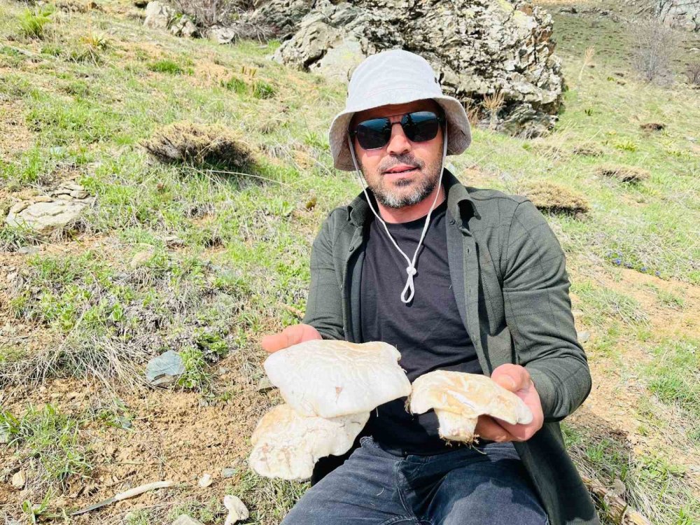 Erzincan'da 2 bin rakımın üzerinde yetişen mantarları topluyorlar