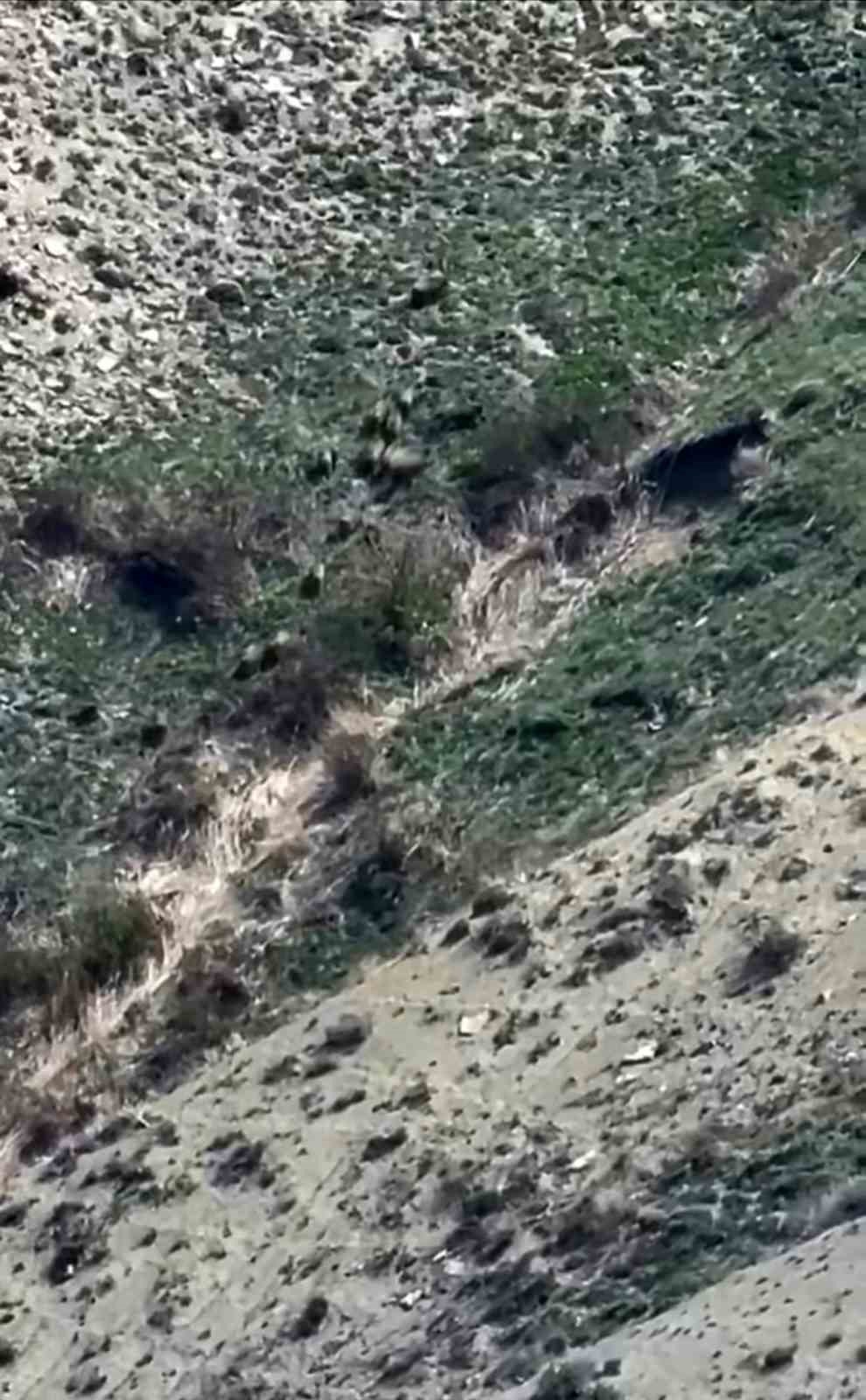 Esendere kırsalında domuz sürüsü görüntülendi