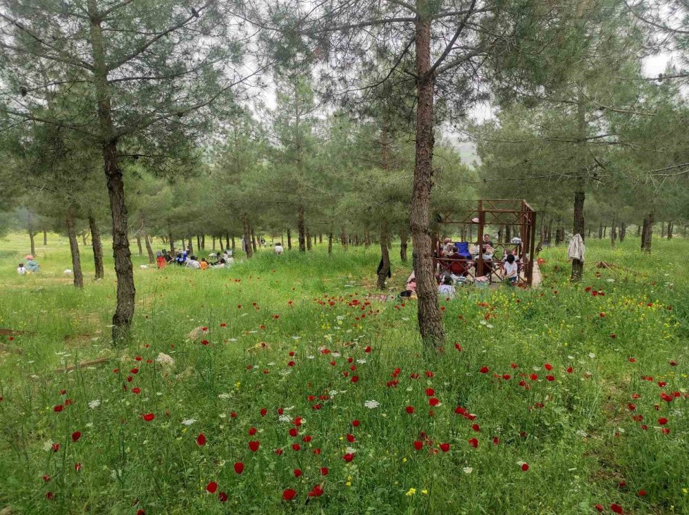 Malabadi Tabiat Parkı’na yoğun ilgi