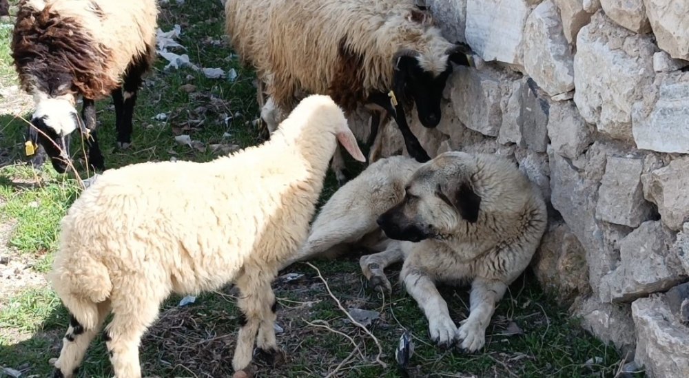Ağrı'da sürünün sessiz koruyucusu, kalpleri fethetti