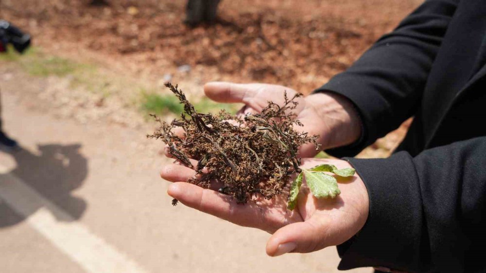 TZOB Genel Başkanı Bayraktar, Antep’te dondan etkilenen bahçeleri inceledi