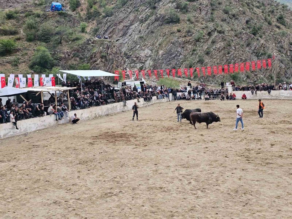 Erzurum'da boğalar sahada sahipleri saha dışında birbirine girdi