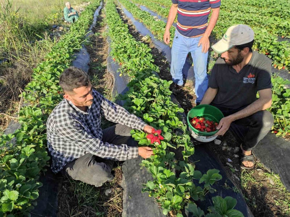 Sason çileğinde hasat başladı