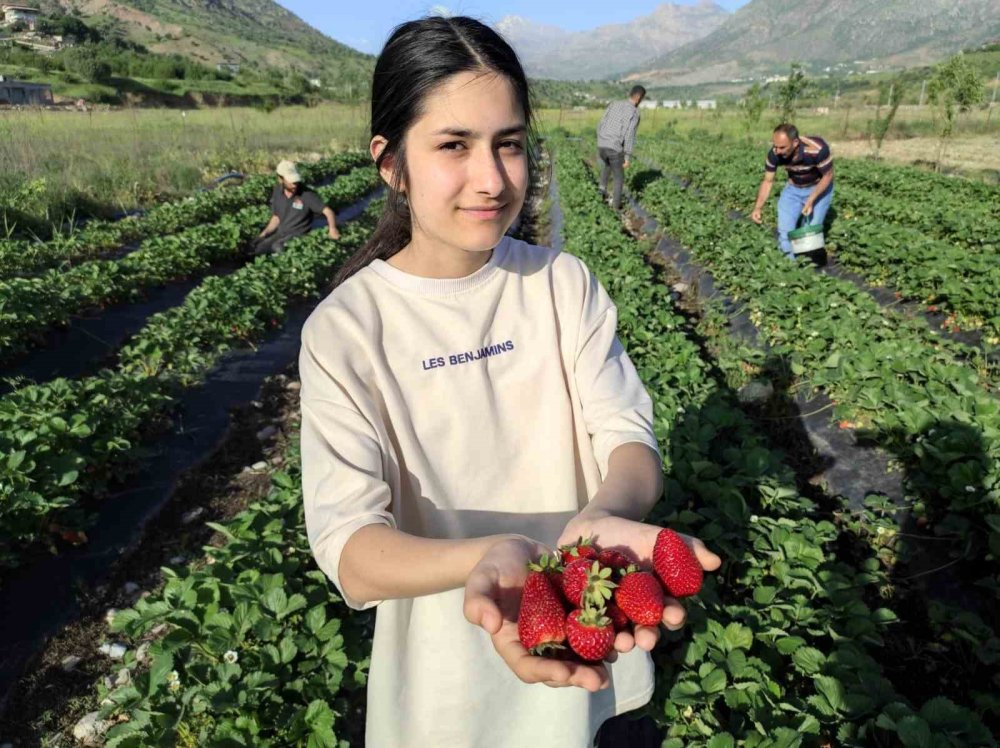 Sason çileğinde hasat başladı