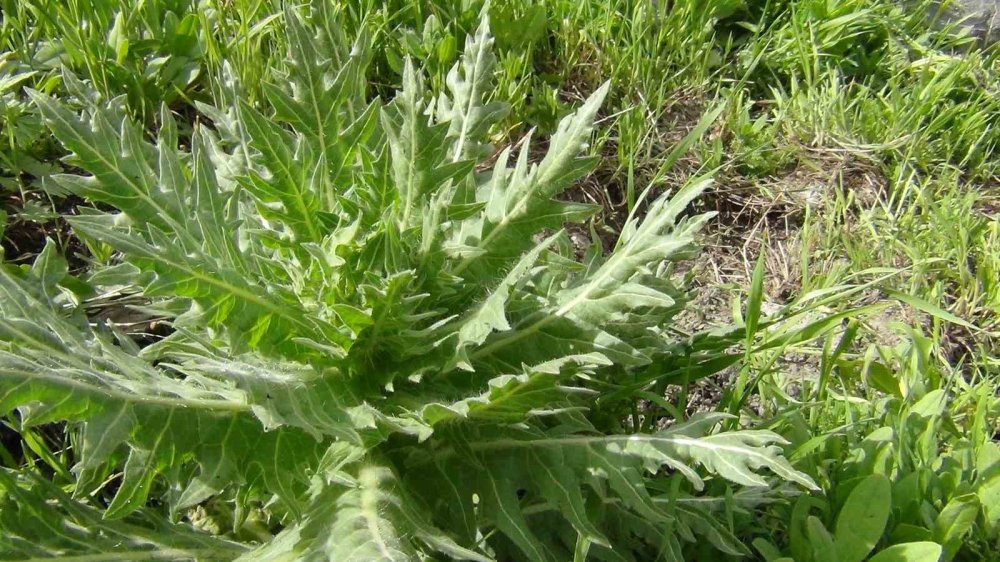 Uzmanlar uyardı: "Her ot şifa anlamına gelmiyor"