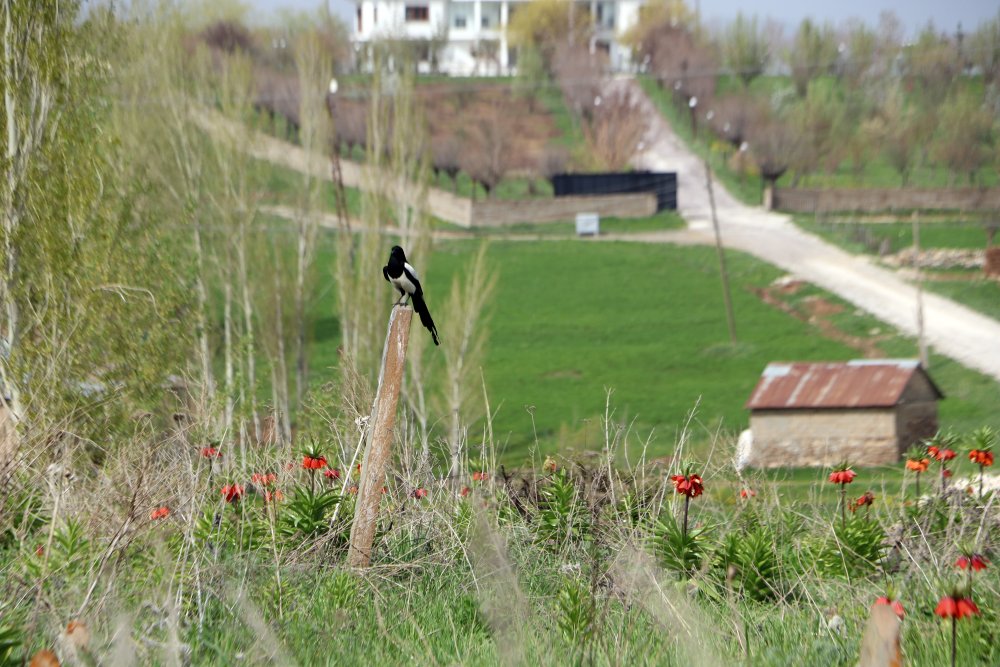 Jandarmadan ters lale denetimi