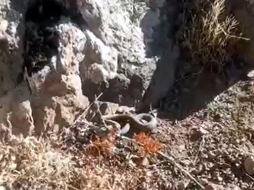'Yılanlar ekosistemin vazgeçilmez öğeleridir'
