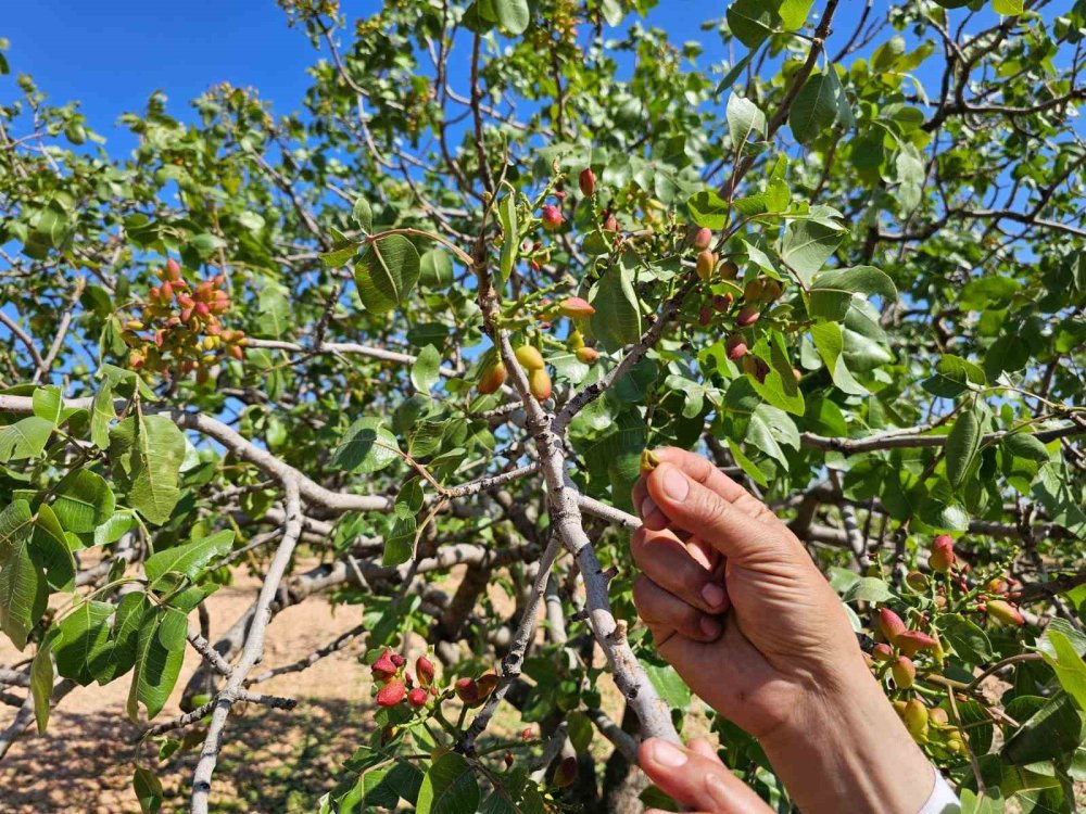 Baklavalık ve çerezlik fıstığı ’yok yılı’nda bir de dolu vurdu
