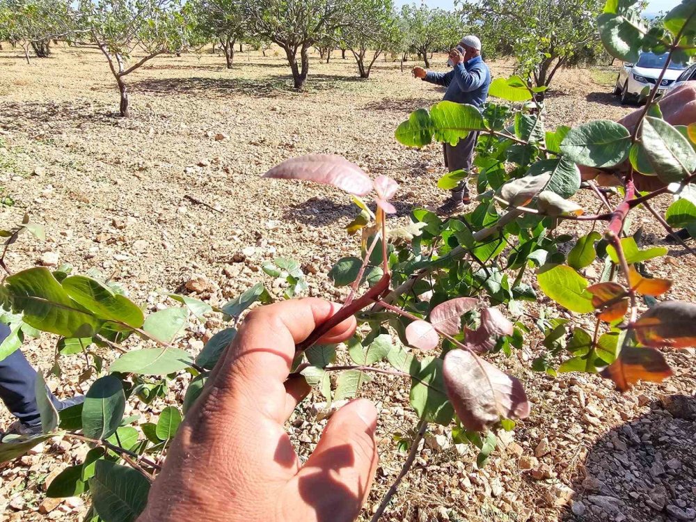 Baklavalık ve çerezlik fıstığı ’yok yılı’nda bir de dolu vurdu