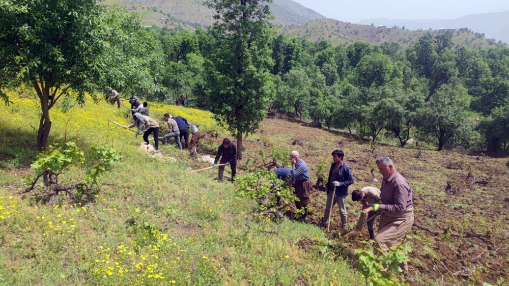 Derecik'in bağlarında imece usulü budama