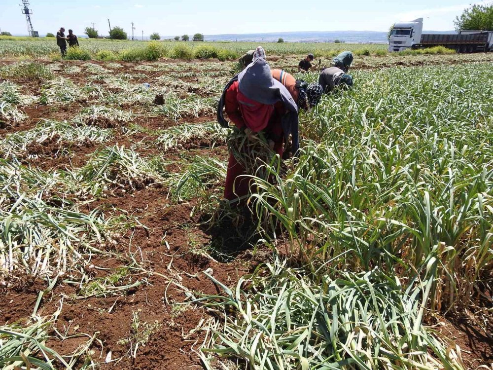 Antep’te AB tescilli Araban sarımsağının hasadı başladı