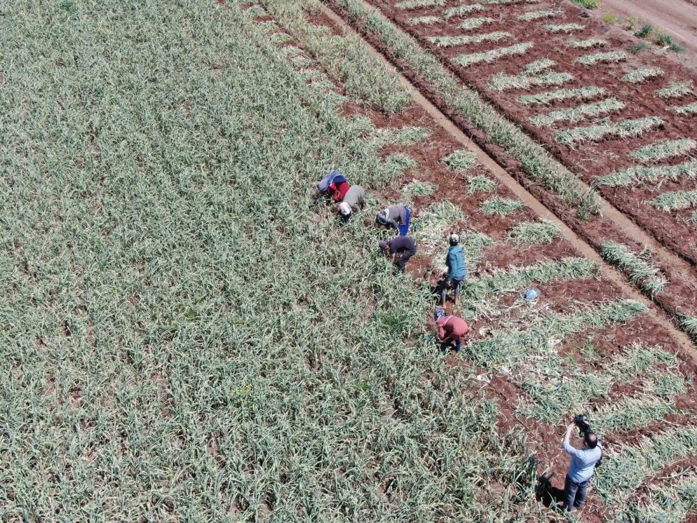 Antep’te AB tescilli Araban sarımsağının hasadı başladı