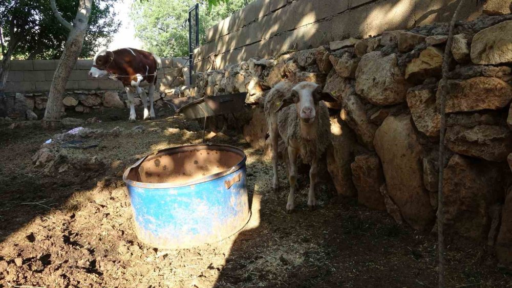 Besni'de sokak köpekleri köylülerin hayvanlarına saldırdı