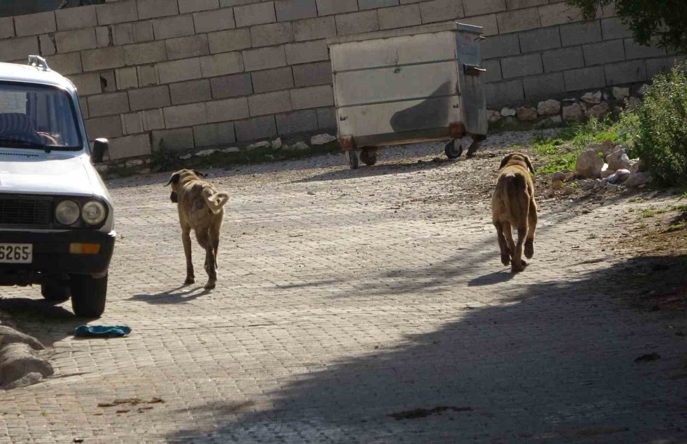 Besni'de sokak köpekleri köylülerin hayvanlarına saldırdı