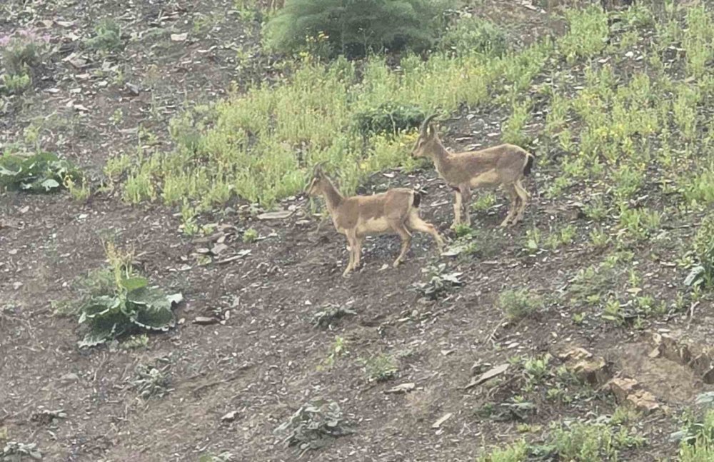 Hakkari-Van karayolunda dağ keçileri kara yoluna indi