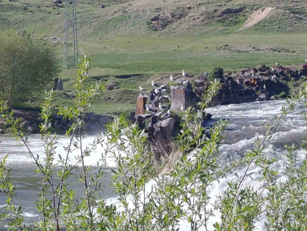 Martıların inci kefali ’nöbeti’ başladı