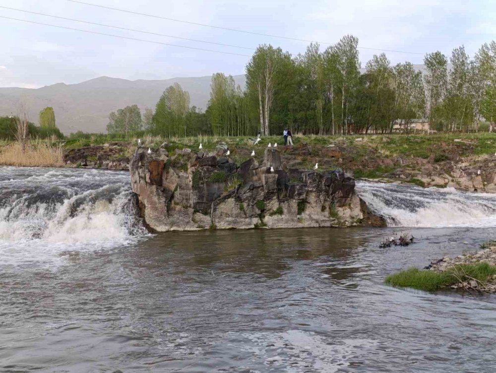 Martıların inci kefali ’nöbeti’ başladı