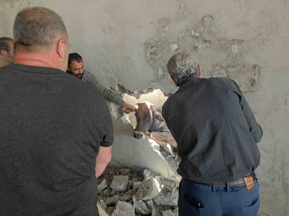 Salonda iki duvar arasında sıkışan ineği balyozla duvarı kırarak kurtardılar
