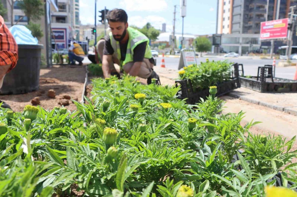 Seralarda yetiştirilen çiçekler Urfa’yı güzelleştirecek