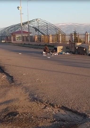 Ardahan'da mahalleye inen bozayı çöpte yiyecek aradı